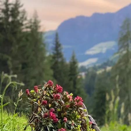 Bergwald Alpbach
