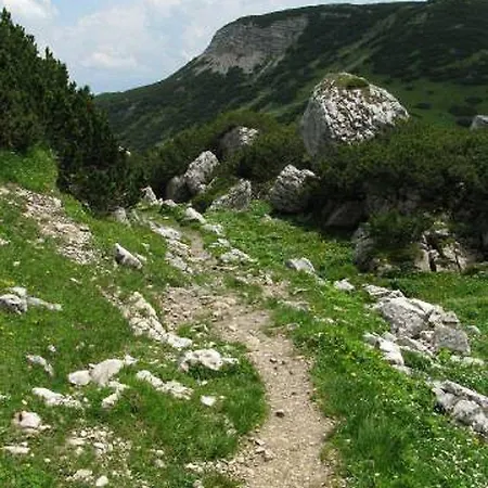 Bergwald *