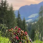Bergwald Alpbach