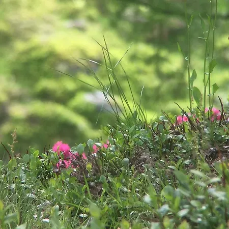 Bergwald Appartamento *